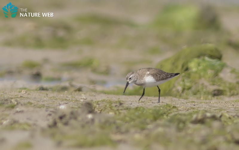 Curlew Sandpiper